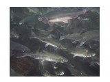 Все по делам
Фотограф: Зинаида Макарова
Опустив голову под воду Ламанонского водопада, можно увидеть такую картину

Просмотров: 6681
Комментариев: 7