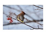красавчик!
Фотограф: Tsygankov Yuriy

Просмотров: 987
Комментариев: 0