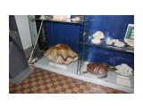 В Музее
Фотограф: vikirin

Просмотров: 2533
Комментариев: 0