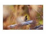 Крапивник №3 ))

Просмотров: 520
Комментариев: 0