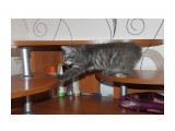 Название: IMG_8915
Фотоальбом: Котятки  Курильского Бобтейла рожденные 10.12.2012
Категория: Животные

Время съемки/редактирования: 2013:01:26 02:24:32
Фотокамера: Canon - Canon EOS 1100D
Диафрагма: f/4.5
Выдержка: 1/60
Фокусное расстояние: 34/1



Просмотров: 535
Комментариев: 0