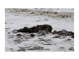 И смыло "собаку"... уплыл кусок снежного берега с углем
Фотограф: vikirin

Просмотров: 1602
Комментариев: 0