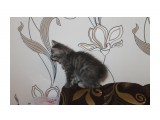 Название: IMG_8908
Фотоальбом: Котятки  Курильского Бобтейла рожденные 10.12.2012
Категория: Животные

Время съемки/редактирования: 2013:01:26 02:23:53
Фотокамера: Canon - Canon EOS 1100D
Диафрагма: f/4.5
Выдержка: 1/60
Фокусное расстояние: 33/1



Просмотров: 388
Комментариев: 0
