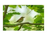 Японская мухоловка, самка
Фотограф: VictorV
Narcissus Flycatcher, female

Просмотров: 393
Комментариев: 0