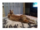 Название: Окорочка
Фотоальбом: Мои животные
Категория: Животные

Фотокамера: Nokia - 6700c-1



Просмотров: 626
Комментариев: 0