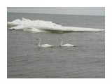 DSC04963
Лебеди прилетели. Залив Мордвинова.

Просмотров: 3263
Комментариев: 