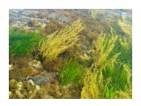 Водоросли
Фотограф: vikirin

Просмотров: 3611
Комментариев: 0