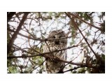 Неясыть длиннохвостая
Фотограф: Tsygankov Yuriy

Просмотров: 488
Комментариев: 0