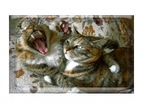 Название: семён семёныч
Фотоальбом: кошаки
Категория: Животные

Просмотров: 1421
Комментариев: 0