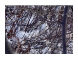Котик замаскировался.

Просмотров: 490
Комментариев: 0