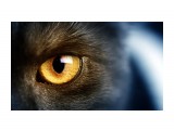 Wild-black-cat-yellow-eyes-macro-photography_2560x1600

Просмотров: 287
Комментариев: 