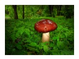 Боровичок
Фотограф: Антон
август

Просмотров: 3148
Комментариев: 0