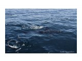 Сельдевая акула
Фотограф: Tsygankov Yuriy

Просмотров: 1245
Комментариев: 0