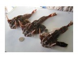 Двурогие бычки
Фотограф: 7388PetVladVik

Просмотров: 6589
Комментариев: 0