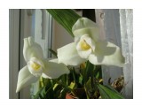 Lycaste skinneri 'alba' x self

Просмотров: 683
Комментариев: 
