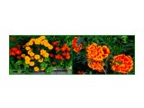 MyCollages

Просмотров: 267
Комментариев: 0