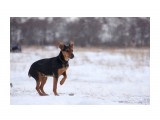 Собака.

Просмотров: 6399
Комментариев: 3