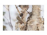 Пищуха
Фотограф: VictorV

Просмотров: 563
Комментариев: 0