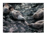 Делят рыбку.
Фотограф: 7388PetVladVik

Просмотров: 4096
Комментариев: 0
