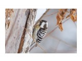 Japanese Pygmy Woodpecker
Фотограф: VictorV
Малый острокрылый дятел

Просмотров: 522
Комментариев: 0