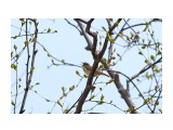 Сахалинская пеночка
Фотограф: VictorV

Просмотров: 628
Комментариев: 0