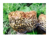 Пизолитус красильный
Верх гриба будто посыпан какао, по форме -картошка,  а внутри вот что... 
Семейство ложнодождевиковых.

Просмотров: 1005
Комментариев: 0