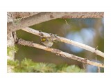 Goldcrest
Фотограф: VictorV
Желтоголовый королёк

Просмотров: 526
Комментариев: 0