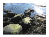 Обнажились морские камни.. зеленые...
Фотограф: vikirin

Просмотров: 5229
Комментариев: 0