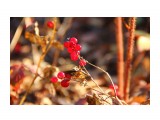Ягодки

Просмотров: 925
Комментариев: 1