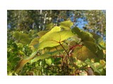 Листья винограда
Фотограф: Mikhaylovich

Просмотров: 995
Комментариев: 3