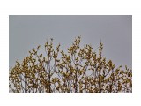 Первое весеннее цветенье...
Фотограф: vikirin

Просмотров: 1288
Комментариев: 0