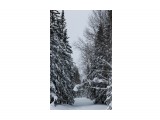 Зима на перевале....
Фотограф: vikirin

Просмотров: 1599
Комментариев: 0