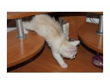 Название: IMG_8912
Фотоальбом: Котятки  Курильского Бобтейла рожденные 10.12.2012
Категория: Животные

Время съемки/редактирования: 2013:01:26 02:24:18
Фотокамера: Canon - Canon EOS 1100D
Диафрагма: f/5.0
Выдержка: 1/60
Фокусное расстояние: 46/1



Просмотров: 320
Комментариев: 0