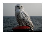 Совушка-сова  
Фотограф: 7388PetVladVik

Просмотров: 5718
Комментариев: 2