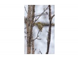 Корольковая пеночка
Фотограф: VictorV
Pallas's Leaf Warbler

Просмотров: 355
Комментариев: 1