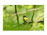 Японская мухоловка, самец
Фотограф: VictorV
Narcissus Flycatcher, male

Просмотров: 401
Комментариев: 0