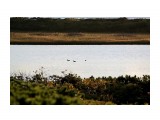 Местные уточки.. пусть живут..
Фотограф: vikirin

Просмотров: 3095
Комментариев: 0