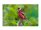 Белокрылый клёст ??
Фотограф: 7388PetVladVik

Просмотров: 3442
Комментариев: 4