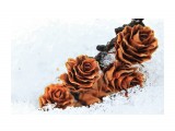 розочка
Фотограф: vikirin

Просмотров: 2295
Комментариев: 0