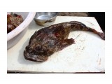 Уха из этого монстра вкусная!!! 
Фотограф: vikirin

Просмотров: 2275
Комментариев: 1