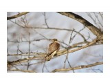 Хищник!
Фотограф: Tsygankov Yuriy

Просмотров: 502
Комментариев: 0