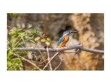 Вот это удача! :)
Kingfisher!

Просмотров: 1210
Комментариев: 2