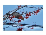 Щур
Фотограф: Tsygankov Yuriy

Просмотров: 461
Комментариев: 0