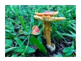 Amanita caesarea
Фотограф: Tsygankov Yuriy
Кесарев гриб дальневосточный

Просмотров: 774
Комментариев: 0
