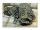 Нюська играет

Просмотров: 966
Комментариев: 1
