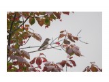 Мухоловка
Фотограф: Tsygankov Yuriy

Просмотров: 191
Комментариев: 0