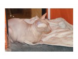 Название: IMG_3033
Фотоальбом: Выставка кошек 06.05.2012
Категория: Животные

Время съемки/редактирования: 2012:05:06 17:38:01
Фотокамера: Canon - Canon EOS 1100D
Диафрагма: f/5.6
Выдержка: 1/60
Фокусное расстояние: 95/1



Просмотров: 724
Комментариев: 0