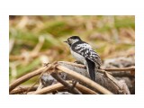 Lesser Spotted Woodpecker
Фотограф: VictorV

Просмотров: 493
Комментариев: 0