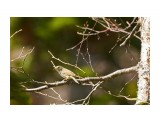 _DSC8855
Фотограф: VictorV
Japanese Bush-warbler

Просмотров: 398
Комментариев: 0