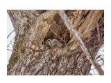 Корнелия
Фотограф: Tsygankov Yuriy

Просмотров: 1063
Комментариев: 0